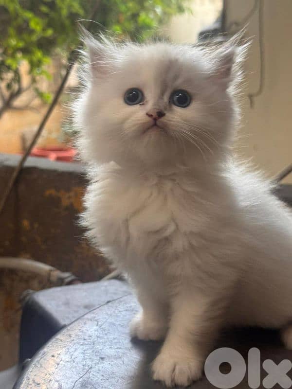 5 kitten himalayan 3