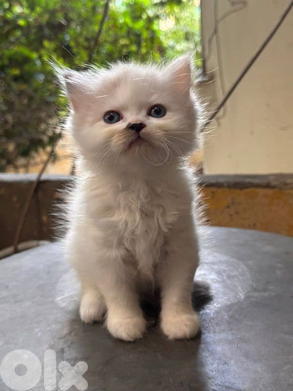 5 kitten himalayan 4