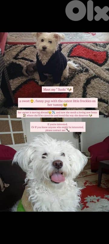 A 7 year old cute white bichon for adoption 0