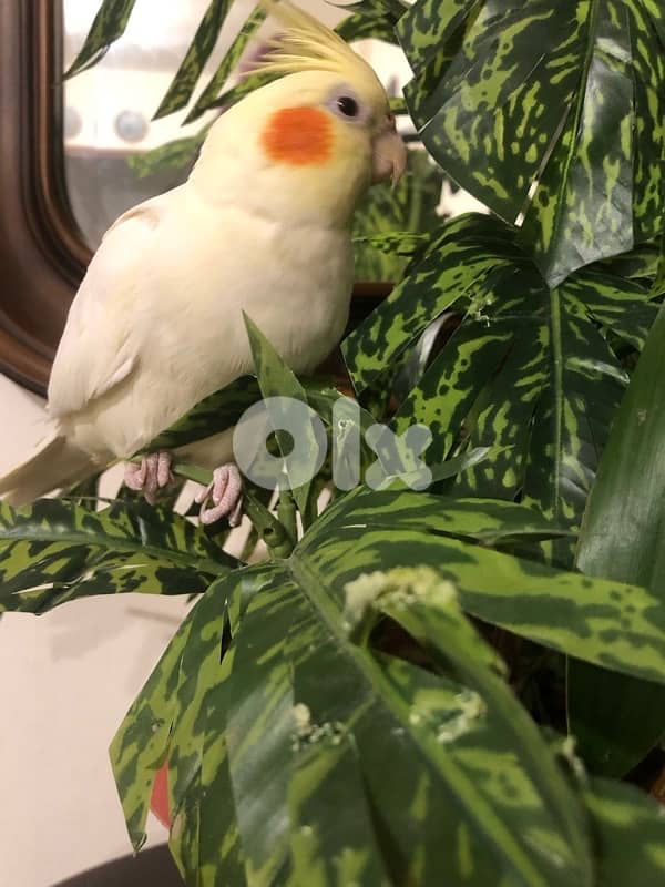 Female cockatiel / أنثى الكروان 1