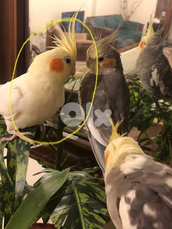 Female cockatiel / أنثى الكروان 2