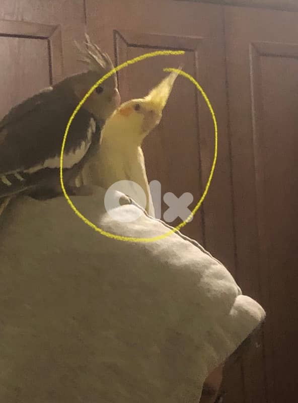 Female cockatiel / أنثى الكروان 3