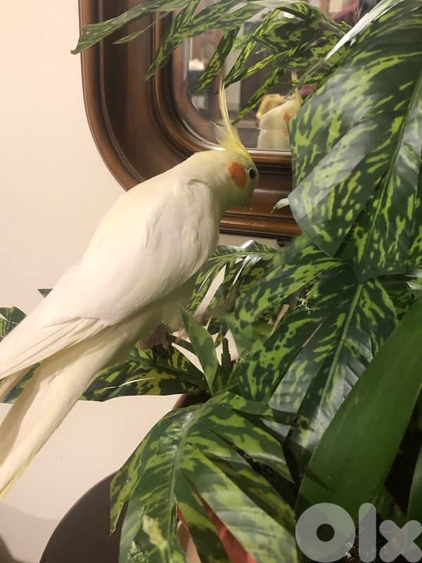 Female cockatiel / أنثى الكروان 4