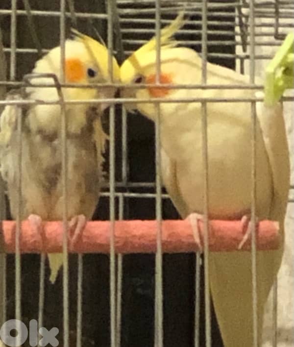 Female cockatiel / أنثى الكروان 5