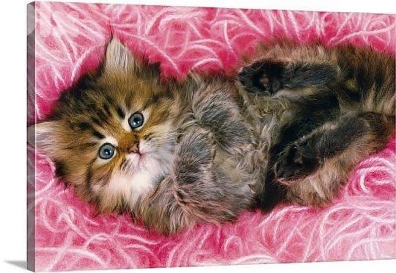persian kittens males , females 1