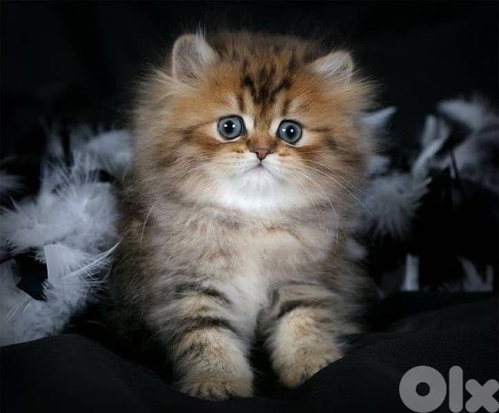 persian kittens males , females 2