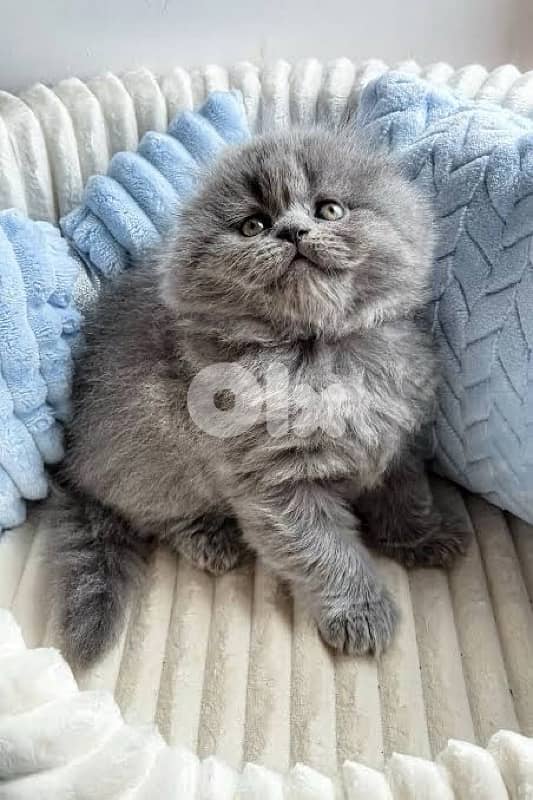 persian kittens males , females 3