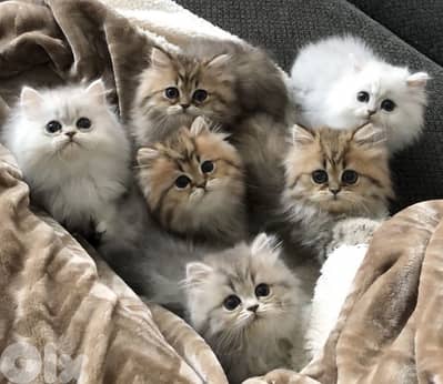 persian kittens males , females
