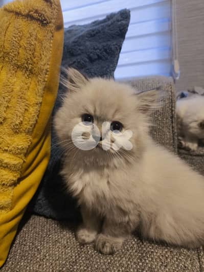 Chinchila kitten Long Hair Blue eyes