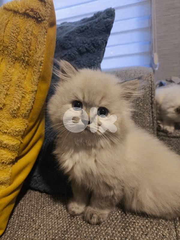 Chinchila kitten Long Hair Blue eyes 0