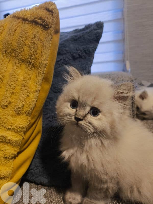 Chinchila kitten Long Hair Blue eyes 1