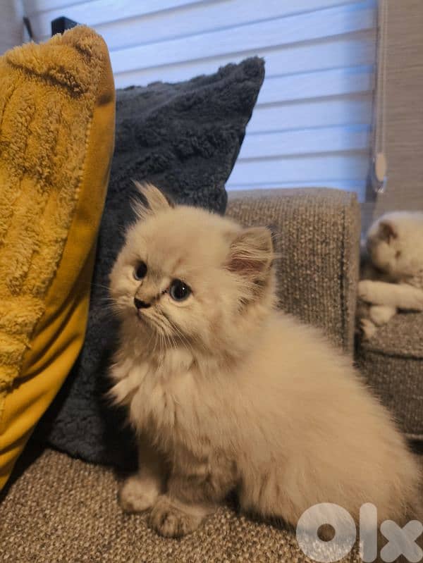 Chinchila kitten Long Hair Blue eyes 2