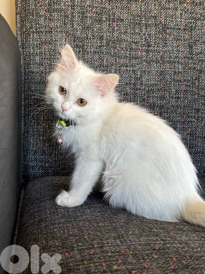 white turkish angora