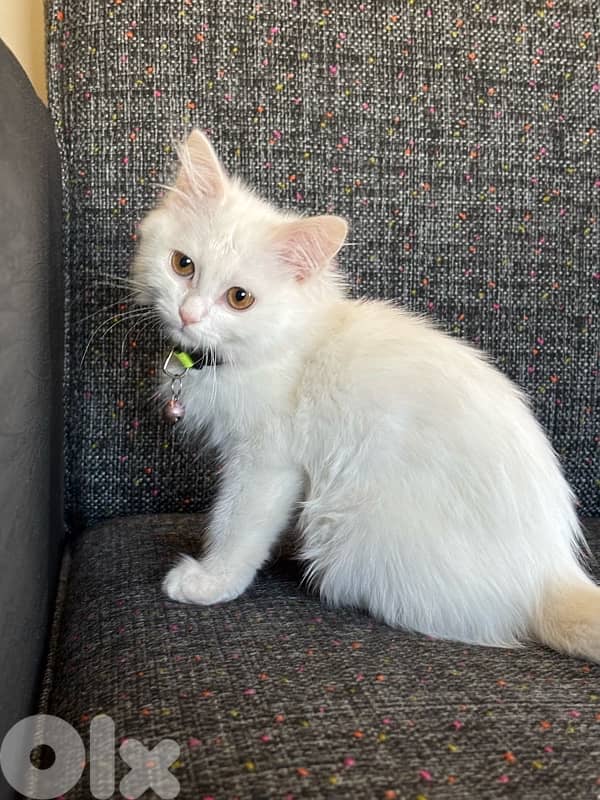 white turkish angora 0
