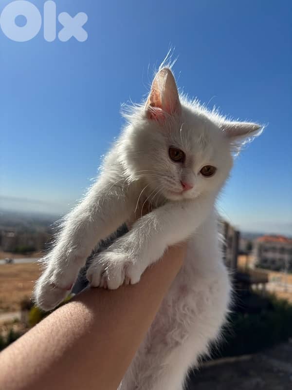 white turkish angora 1