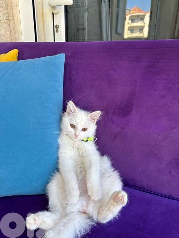 white turkish angora 2