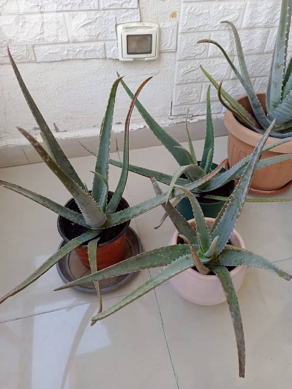 aloevera 0