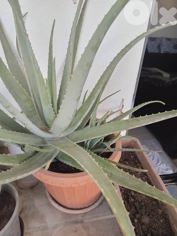 aloevera 1
