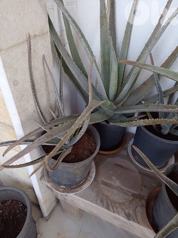 aloevera 2