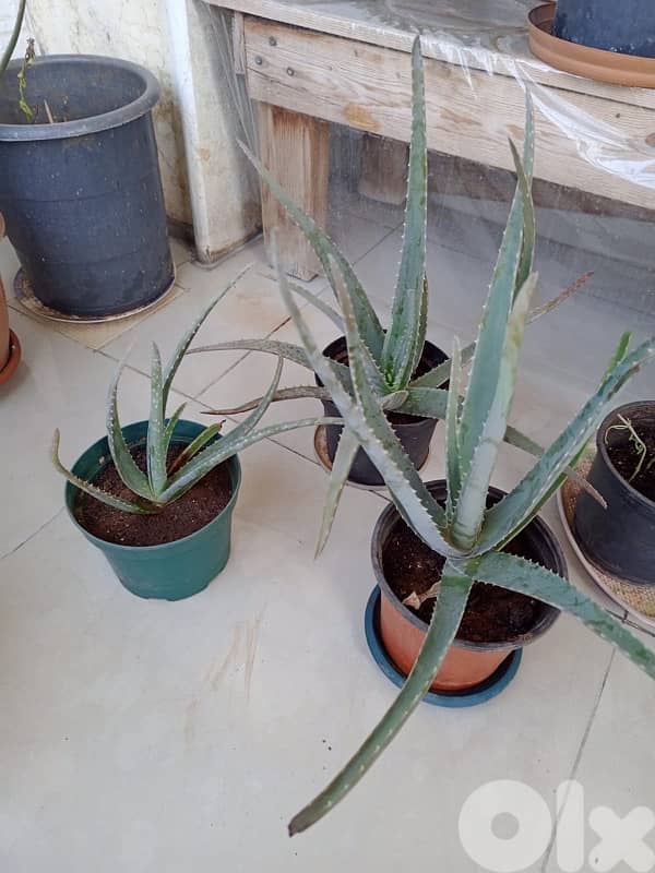 aloevera 4