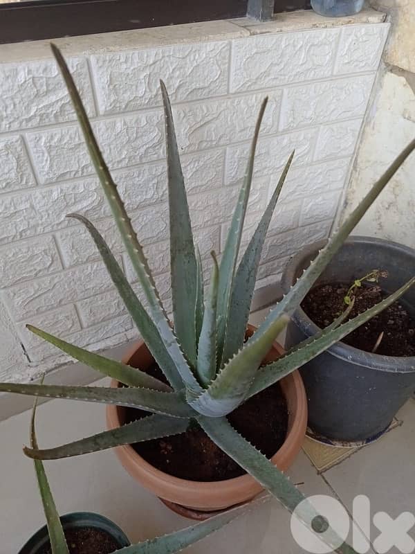 aloevera 6