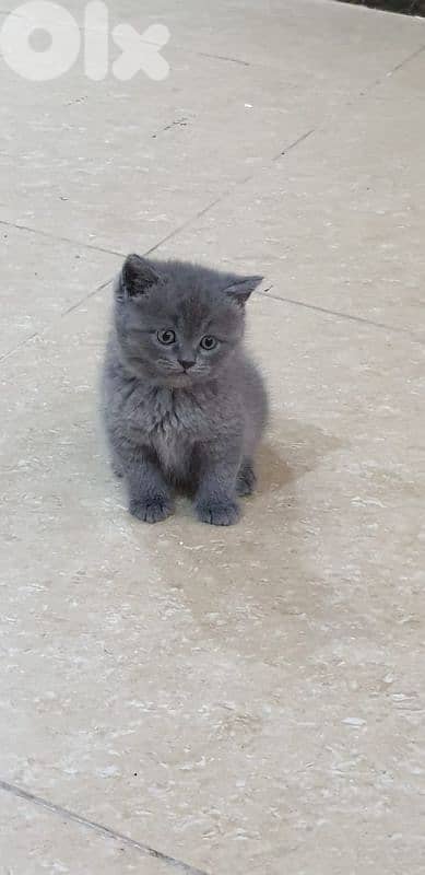 أحلى الاسعار 1