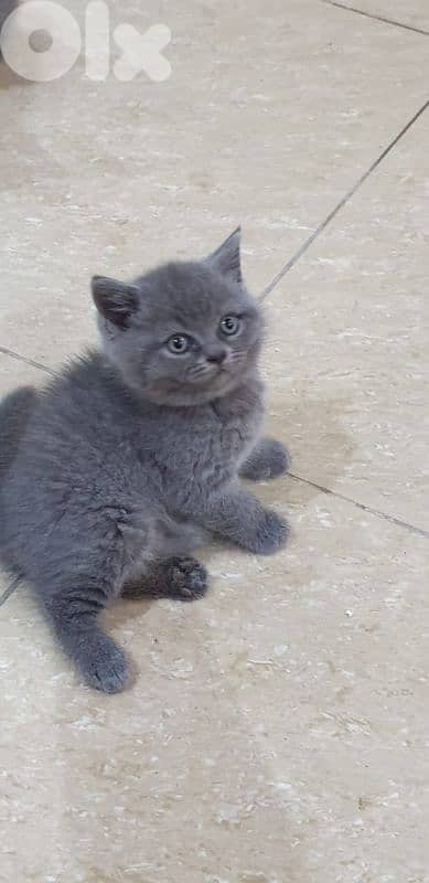 أحلى الاسعار 2