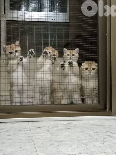 للبيع قطط غولد سكوتش فولد و بريتش