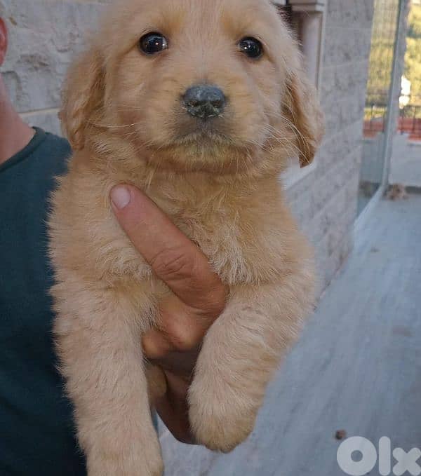 Golden Retrievers 1
