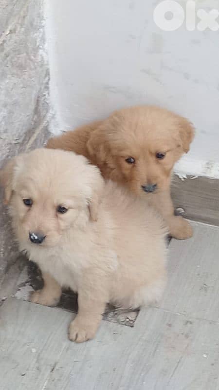 Golden Retrievers 2