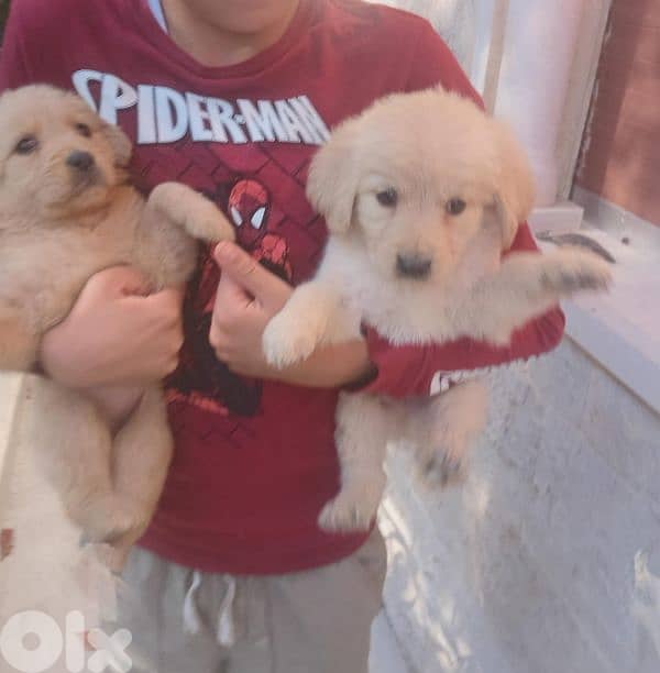 Golden Retrievers 3
