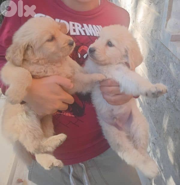 Golden Retrievers 4