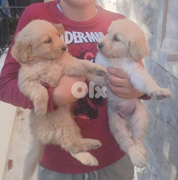 Golden Retrievers 5