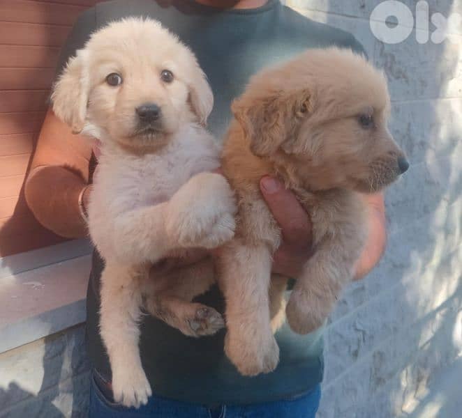 Golden Retrievers 6