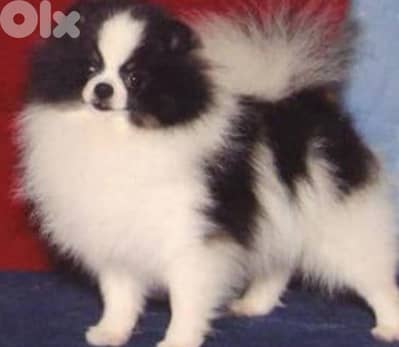 pomeranian spitz