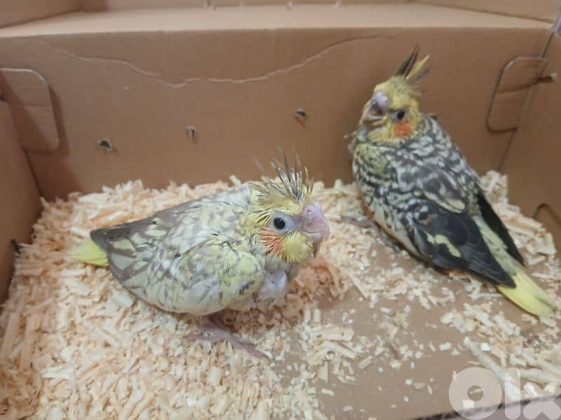 كروان تزقيم 0