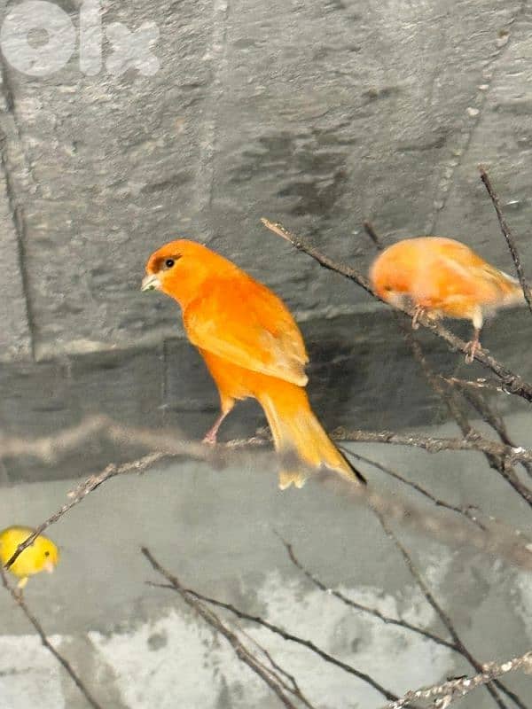 كنار دكورا  اناتة 0