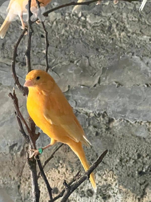 كنار دكورا  اناتة 1