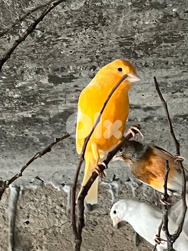 كنار دكورا  اناتة 2