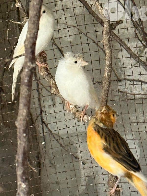 كنار دكورا  اناتة 3