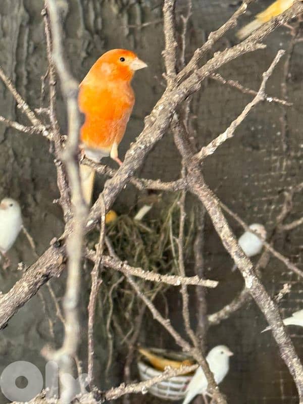 كنار دكورا  اناتة 4