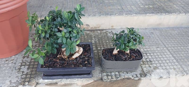 bonsai ficus 0