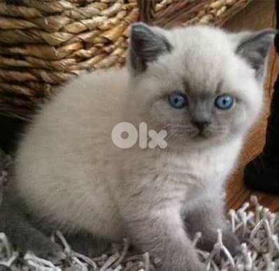 أحلى الاسعار