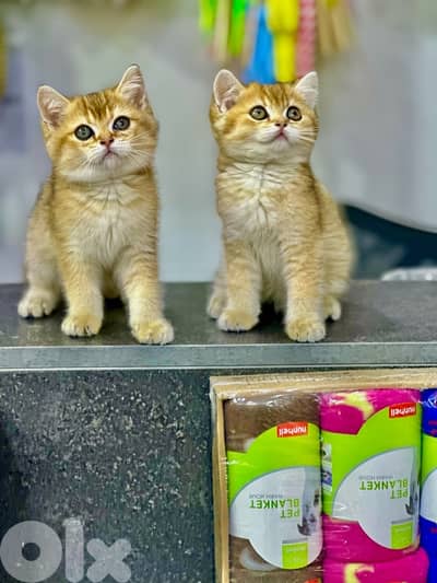 Golden brittish shorthair
