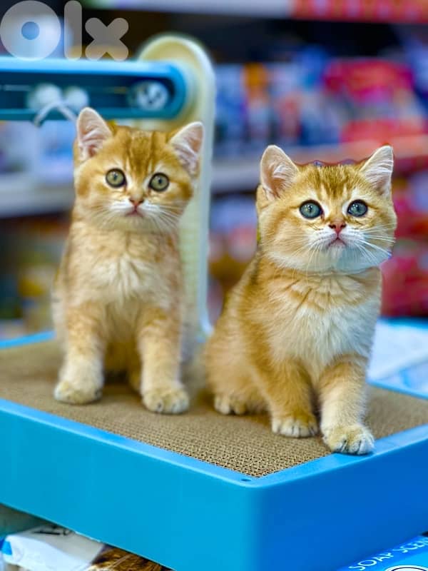 Golden brittish shorthair 1