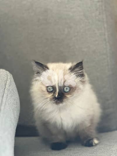 pure blue eyes Himalayan  kittens