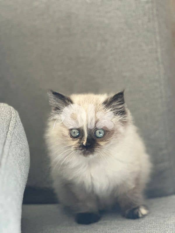 pure blue eyes Himalayan  kittens 0