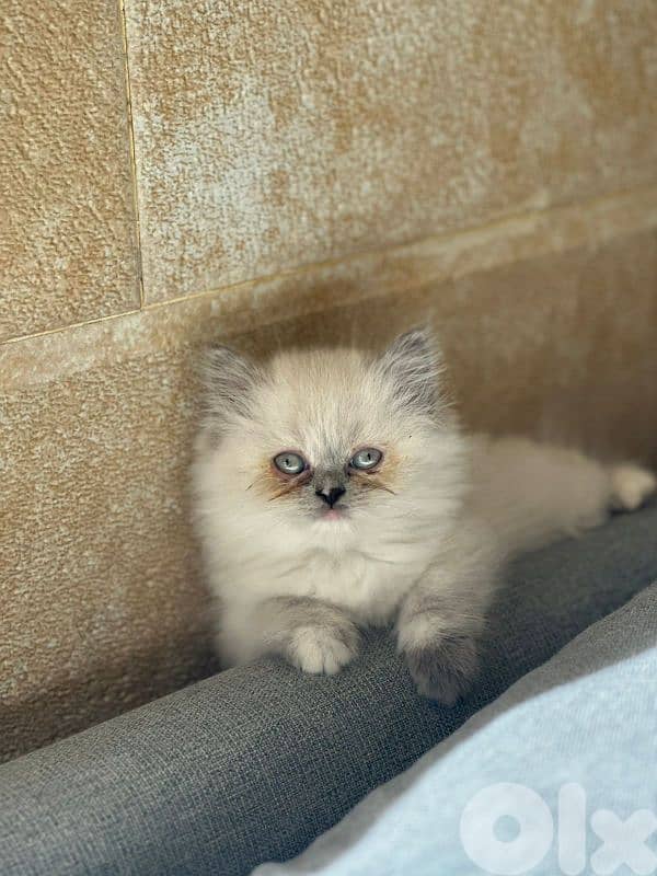 pure blue eyes Himalayan  kittens 1