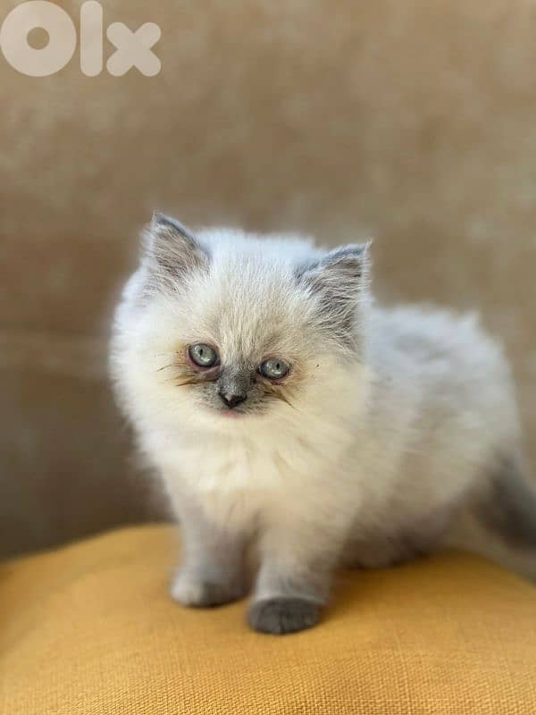 pure blue eyes Himalayan  kittens 2