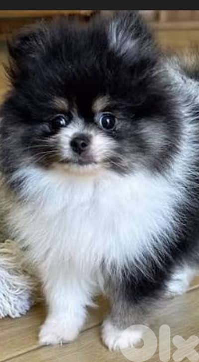 pomeranian spitz